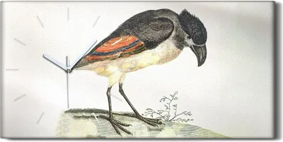 Produktbild von Dekor Leinwand Uhr Wandbilder Geräuschlos 60x30 Zeichnung Tier Vogel Kunst - weiße Hände
