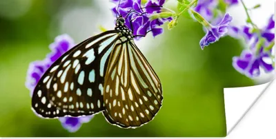 Produktbild von MuchoWow® Poster Lavendel - Schmetterling - Botanisch 40x20 cm - Poster für die Wand - Poster Schlafzimmer