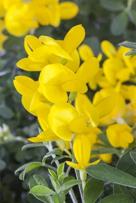 Produktbild von Genista tinctoria, Färber-Ginster, gelb, 30–40 cm