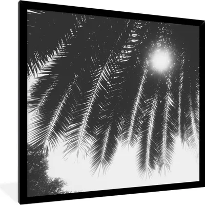 Produktbild von MuchoWow® Gerahmtes Poster Palmenblätter - Tropisch - Sonne - Palme 40x40 cm - Poster mit Schwarzem Bilderrahmen Wandposter Rahmen Foto Bilder - Mit Rahmen - Wanddekoration Schlafzimmer