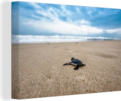 Obrázek produktu pro OneMillionCanvasses® - Plátno - 140x90 cm, Pláž - Moře - Želva, nástěnné dekorace na zeď