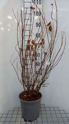 Produktbild von Weigela hybr. 'Styriaca' - Weigelie 60- 80 cm - Container