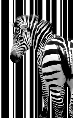 Produktbild von Zebras Kunstdruck Bild - Barcode Zebra (120 x 80 cm)