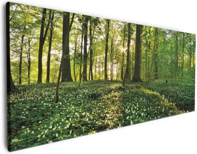 Produktbild von Wallario Premium Leinwandbild Waldanemonen und Sonnenstrahlen im Wald in Größe 50 x 125 cm