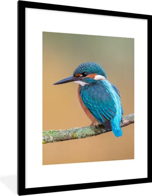 Produktbild von MuchoWow® Gerahmtes Poster Vogel - Eisvogel - Tiere - Zweig 60x80 cm - Poster mit Schwarzem Bilderrahmen Wandposter Rahmen Foto Bilder - Wohnzimmer - Dekorationen - Prämie