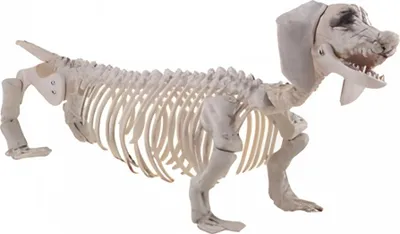 Produktbild von Kunststoff Dackel Hundeskelett als Halloween Dekoration