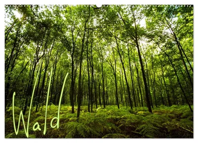 Produktbild von Wald (Wandkalender 2027 DIN A2 quer), CALVENDO Monatskalender