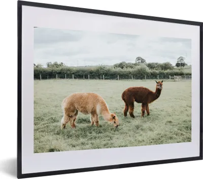 Produktbild von MuchoWow® MuchoWow® Gerahmtes Poster Alpakas - Tiere - Gras 60x40 cm - Poster mit zchwarzem Bilderrahmen - Schlafzimmer - Plakat in Rahmen - Drucken