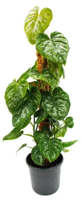 Productafbeelding van Exotische klimplant op mosstok: Philodendron brandtianum 'Silver', ook wel bekend als 'Zilveren boomvriend', ongeveer 80 cm hoog, in een pot van 16 cm