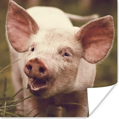 Produktbild von MuchoWow® Poster Schwein - Porträt - Tier 75x75 cm - Wand Dekoration