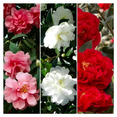 Produktbild von 3er Set Kamelienpflanzen (Rot, Weiß & Rosa) - Immergrüne, winterharte Sträucher für Garten, Balkon und Kübel