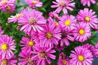 Produktbild von 6 x  Aster dum. 'Jenny' - Herbstaster - Topf 9 x 9 cm