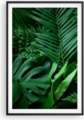 Produktbild von Gerahmtes Poster - Schwarzer Rahmen - Exotisch Blätter Monstera - 61x91,5 cm - Wand Bild - Wanddeko - Wandbilder - Kunstposter - Wandposter - Bilderrahmen - Bilder - Kunstdruck - P2BPA61x91-4746