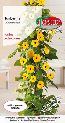 Zdjęcie produktu dla Nasiona tunbergii pnącej - Torseed