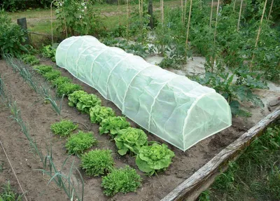Image de Tunnel accordéon avec filet anti-insectes "Protect Tunnel" - 0,60 x 0,45 x 3 m