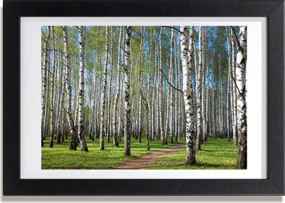 Produktbild von Bild 30x20 MDF-Rahmen, Wandkunst Birkenwald