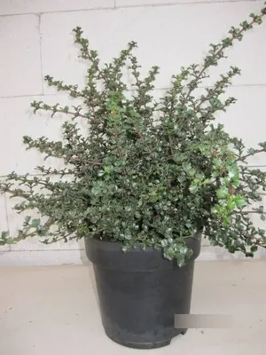 Produktbild von Säckelblume Emily Brown - Ceanothus deliana - 40-60