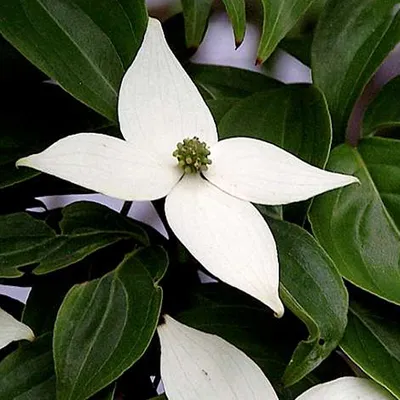 Produktbild von Japanischer Hartriegel - Cornus Kousa - 50-60 cm in Container