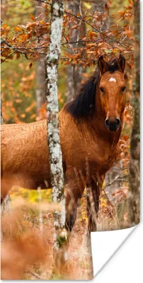 Produktbild von MuchoWow® Poster Pferd - Wald - Braun 60x120 cm - Wandschmuck