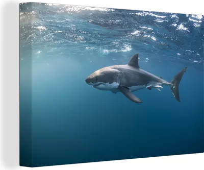 Obrázek produktu pro OneMillionCanvasses® - Obraz na plátně - Žralok na hladině, nástěnná malba, nástěnné dekorace obrazy obývací pokoj, 120x80cm