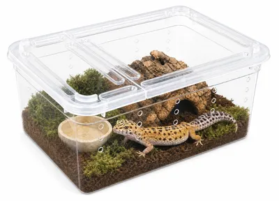 Productafbeelding van 2 stuks voederbakken voor reptielen, transparant, stapelbaar