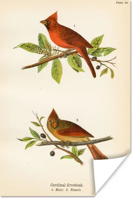 Produktbild von MuchoWow® Poster Antiker Vogeldruck Vögel 80x120 cm - Papierdruck