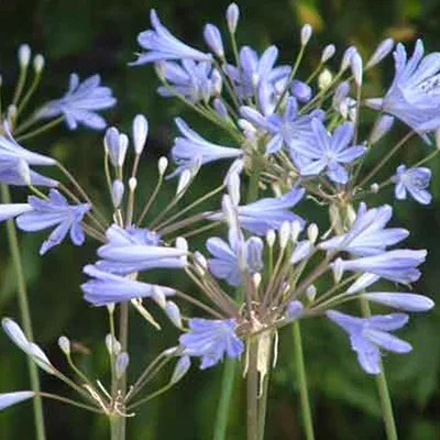 Immagine prodotto di 6 x Giglio ornamentale  - Agapanthus 'Peter Pan'  | Vaso 9 cm x 9 cm
