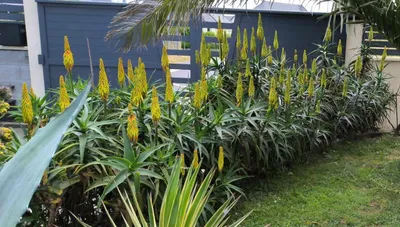 Image de Aloe striatula / Aloiampelos striatula