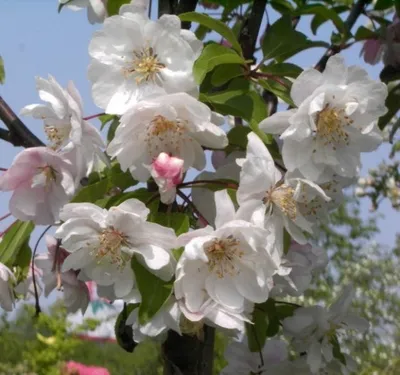 Produktbild von Malus van Eseltine - Zierapfel - Eseltine