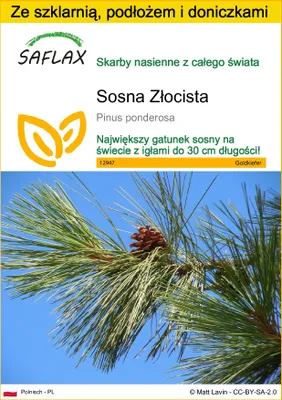 Zdjęcie produktu dla SAFLAX - Zestaw do uprawy - Sosna Złocista - 20 Nasiona - Z mini szklarnią, podłożem uprawowym i 2 doniczkami - Pinus ponderosa
