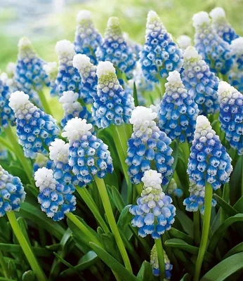 Produktbild von BALDUR Garten 15x Muscari 'Mountain Lady', Zwiebeln mit Umfang 7-8 cm, Rarität mit blau-weißen Blüten, für Beete & Pflanzgefäße, mehrjährig & winterhart, pflegeleicht