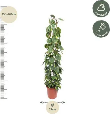 Obrázek produktu pro Baumfreund – Philodendron Scandens Brasil – pokojová rostlina – 160 cm – Ø 27 cm – nenáročná popínavá rostlina se srdčitými listy