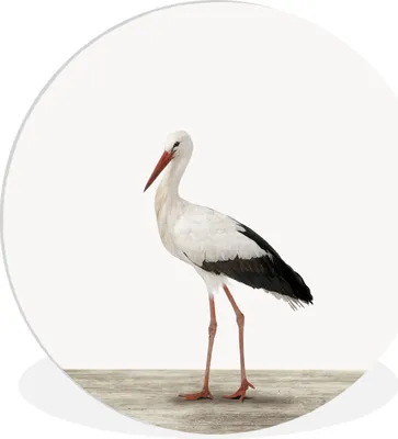 Produktbild von MuchoWow® Rundes Wandbild - Runde Bilder Tiere - Storch - Weiß Ø 60 cm Kreis Wanddekoration Kunststoff - Wandkreis - Wandschmuck - Wand Kreis - Das Schlafzimmer - Die Bilder - Wandmalerei - Kunst für das Haus - das Plastik