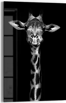 Produktbild von DEQORI Glasbild Echtglas 40x60 cm 'Giraffenporträt' Wandbild Bild modern Deko