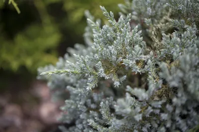 Produktbild von Juniperus virginiana 'Glauca', Virginischer Wacholder, blaugrün, 50–60 cm
