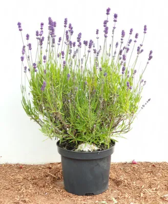 A potted lavender plant is shown against a white background, with wood chips on the ground.