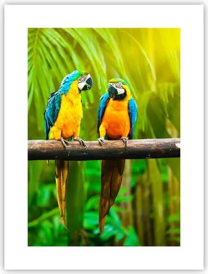 Produktbild von Poster - Poster ohne Rahmen - Papageien Collorful Natur Vögel - 30x40 cm - Wand Bild - Wanddeko - Wandbilder - Kunstposter - Wandposter - Bilder - Kunstdruck - Wandbild - P2XPA30x40-2696
