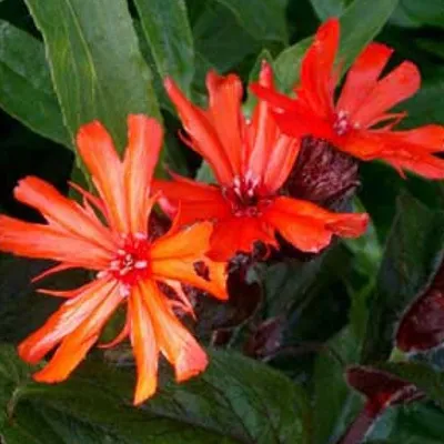 Image de 6 x Silène hybride  - Lychnis arkwrightii « Vesuvius »  | Pot 9 cm x 9 cm