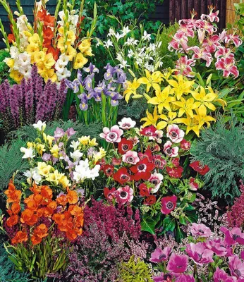 Produktbild von BALDUR Garten 100er Sommerblüher Spar-Paket, 100 Zwiebeln im Mix, Freesien-Mix, Prachtscharte, Gladiolen-Mix, Anemone De Caen, Iris Blue Magic, Stern-Gladiole, Lilie Stargazer, Lilie Yellow Country