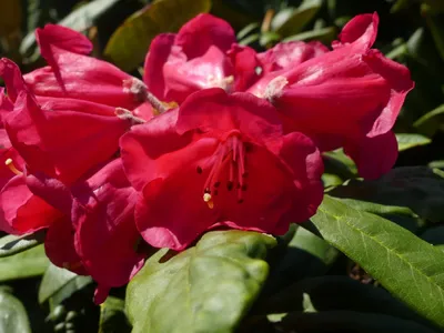 Produktbild von Rhododendron Hybride Kayan Mentarang - Großblumige Alpenrose 30-40cm