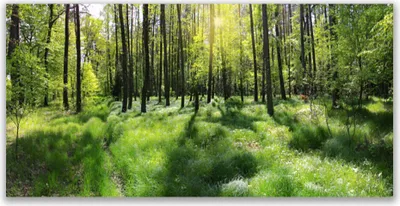Produktbild von Glasbilder 140x70 Wandbild Druck auf Glas Wald Natur
