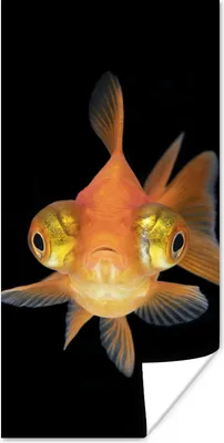 Produktbild von MuchoWow® Poster Goldfisch - Meerestiere - Augen 20x40 cm - Plakat - Foto