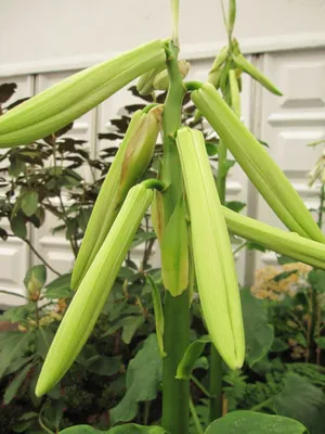 Produktbild von Riesen-Herzblattlilie - Cardiocrinum Giganteum - Chinesische Riesenlilie - Staude