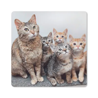 Produktbild von MuchoWow® Mauspad Mousepad Katze - Kätzchen - Fell 20x20 cm - Mousepads - Maus Mat - Pad - Mausunterlage - Desk Mat - Bureauartikeln