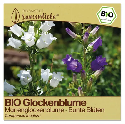 Produktbild von Samenliebe  Glockenblume Samen | Marienglockenblume - winterhart & zweijährig & bunt - samenfestes  Saatgut