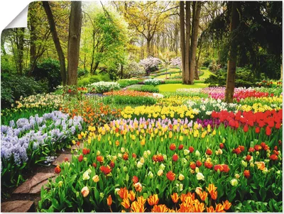Produktbild von ARTland Poster Tulpen Garten Frühling Größe: 80x60 cm