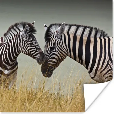 Produktbild von MuchoWow® Poster Zebramutter und ihr Kalb 100x100 cm - Babyzimmer