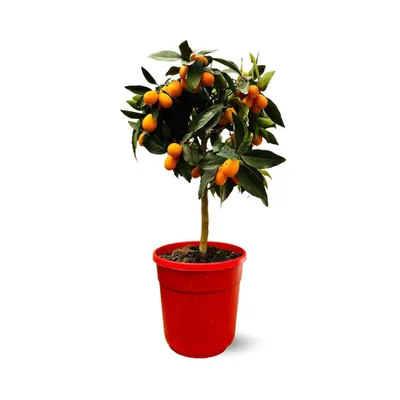 Image de Kumquat - Fortunella Margarita - agrume méditerranéen - arbre fruitier - ↕ 75-85 cm - ⌀ 22 cm