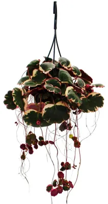 Produktbild von Pflegeleichte Mini-Ampelpflanze - Saxifraga stolonifera tricolor - Hängender Steinbrech