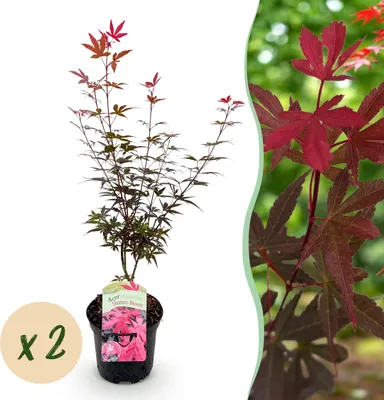Immagine prodotto di Pianta da terrazzo - Acero Giapponese - Acer palmatum Ginestra di Skeets - Viola - 2 Piante - Decidua - 60-70cm - Ø25cm - Pianta da giardino